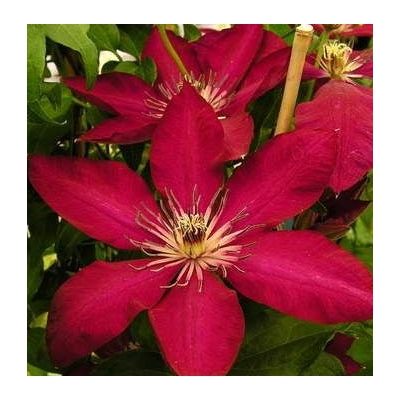 Powojnik Clematis Westerplatte ciemnoczerwony